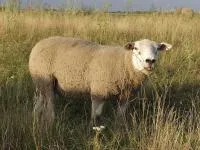Племенные овцы породы Тексель