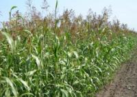 Семена суданская трава Элита- 1-массовая репр