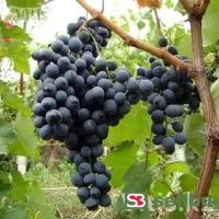 Виноград Саперави винный