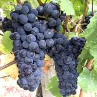 Виноград Пино Нуар (Pinot Noir) винный