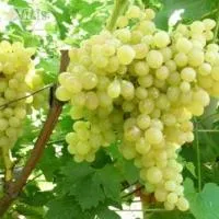 Виноград Цитронный Магарача винный