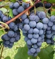 Виноград Изабелла крупноплодная (США) винный