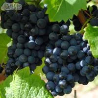 Виноград Каберне Кортис (Cabernet Cortis) винный