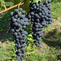 Виноград Каберне Юра (Cabernet Jura) винный