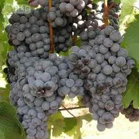 Виноград Черный доктор (Кефесия) винный