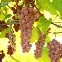 Виноград Альпенглоу (Alpenglow) винный
