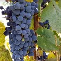 Виноград Тонус винный