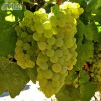 Виноград Шардоне (Chardonnay) винный