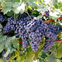 Виноград Шавкапито винный