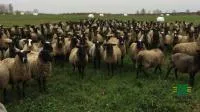Племенные Романовские Бараны и Овцы
