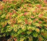 Саженцы Рябинника