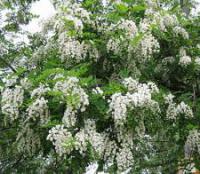 Саженцы Акации белой (Robinia pseudoacacia)