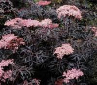 Саженцы Бузины Sambucus