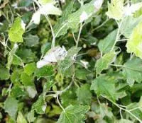 Саженцы тополя серебристого (Populus alba)