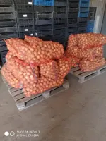 Лук репчатый